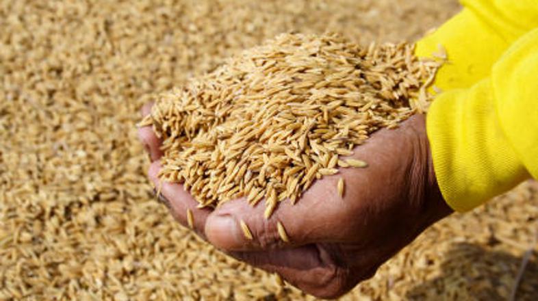 Cene riža so se v enem letu več kot podvojile. Analitiki pa pričakujejo še nadal