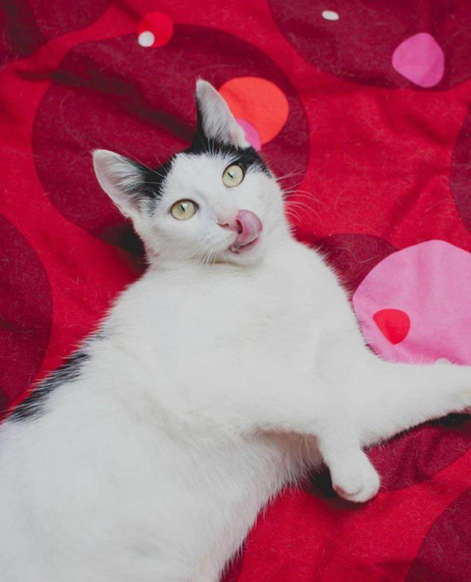 Milo | Avtor: DPMŽ Koroške