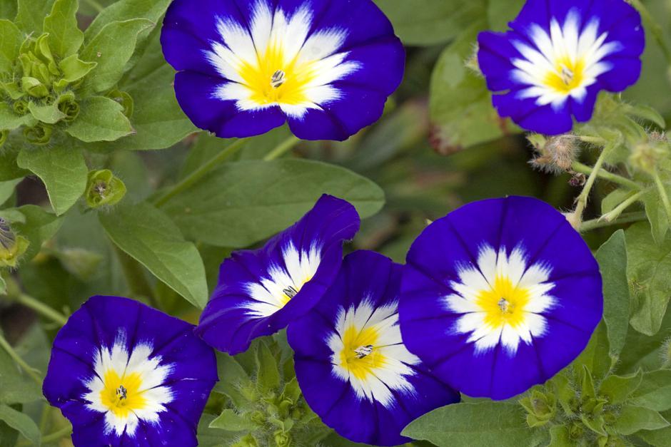 tribarvni slak | Avtor: Profimedia