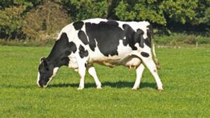Velika Britanija in Nemčija se zavzemata, da bi meso in mlečni izdleki klonirani