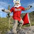 Baxter the Bobcat (Arizona Diamondbacks)