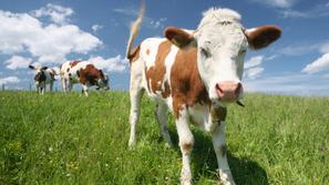 Genski inžiniring naj bi skupaj s kloniranjem pomenil velik napredek na področju