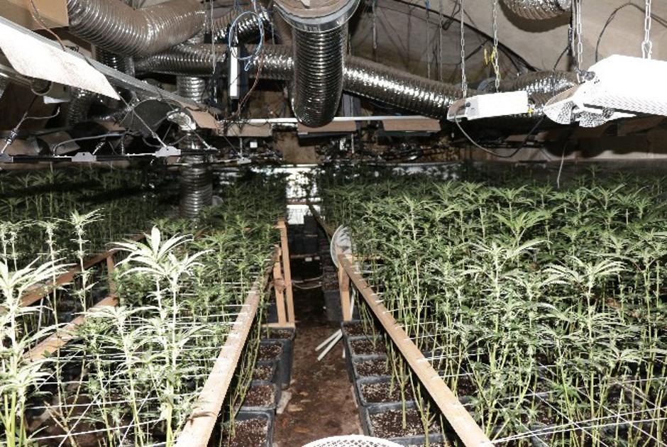 konoplja | Avtor: PU Maribor