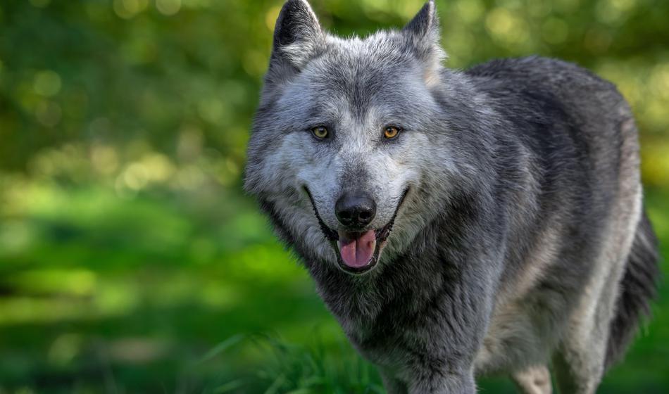 ZOO Ljubljana: Volkulja pobegnila iz ograde