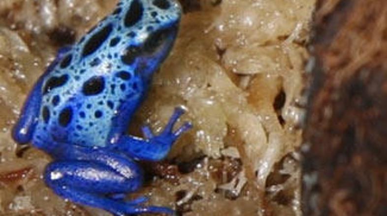 Modre žabe se hranijo z mravljami, termiti in majhnimi insekti, ki se skrivajo v