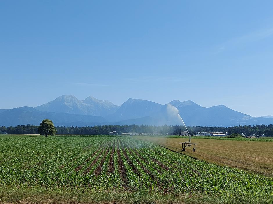 Zalivanje, koruza, Hrastje pri Kranju, Kranj, poljedelstvo, suša | Avtor: M. Ha.