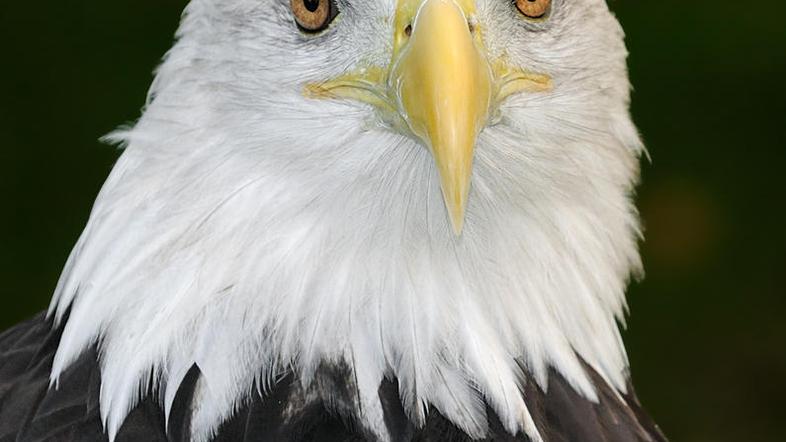 (Foto: Shutterstock)