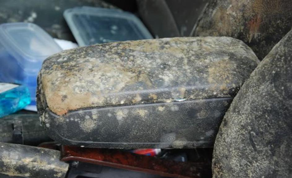 Plesen je napadla audi A6 allroad.