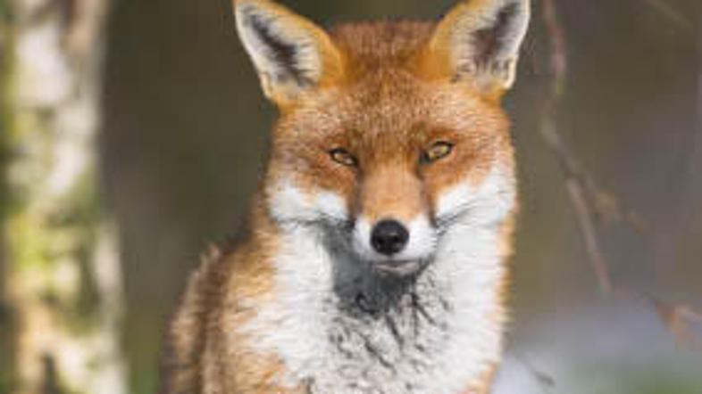 Vzhod Slovenije je zajela epidemija steklih lisic.