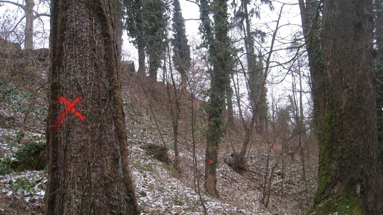 Gozdarji so že označili drevesa, zrela za posek, in traso predvidene vlake. (Fot