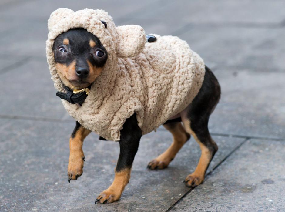 mraz, pes | Avtor: EPA