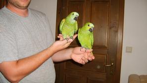 Vzreja papig Miha Purgar