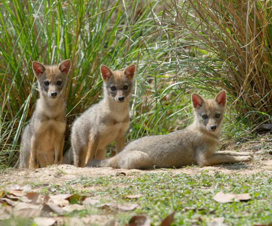 Zlati šakal, Canis aureus | Avtor: Profimedias