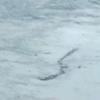Orjaški islandski črv