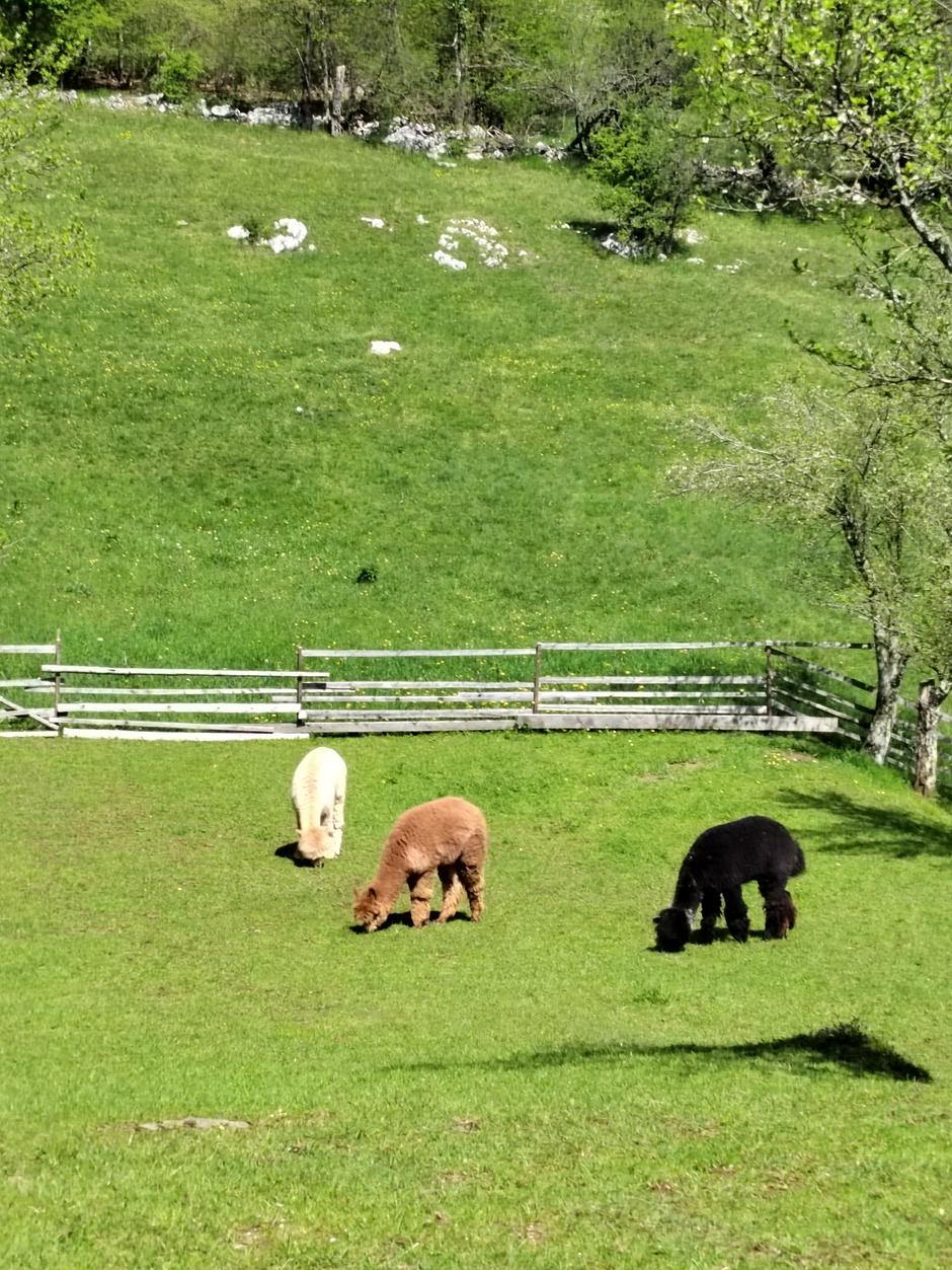 Alpaka Ranč Primorska | Avtor: Žurnal24 