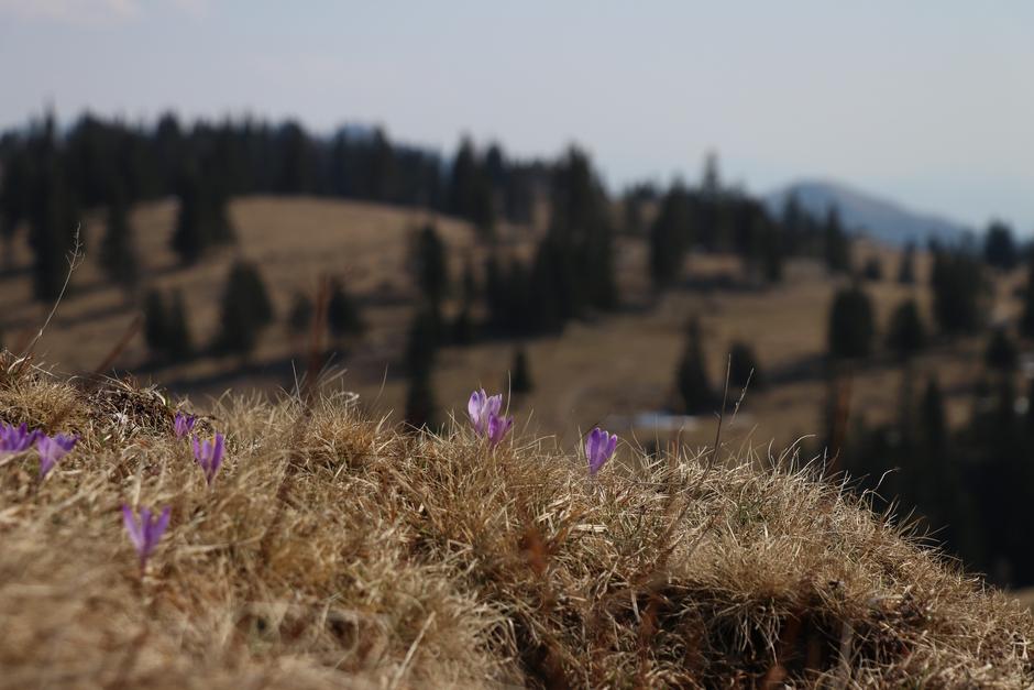 Velika Planina | Avtor: T. S.
