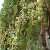 Zivljenje27.10.08...vinograd...grozdje...foto: nn