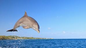 Tursiops truncatus, delfin