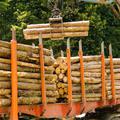 Novice: Na vidiku nova kriza - razno 13.12.12. hlodi, lesna industrija, zaga, drva, gozdarji, nakladalnik lesa,