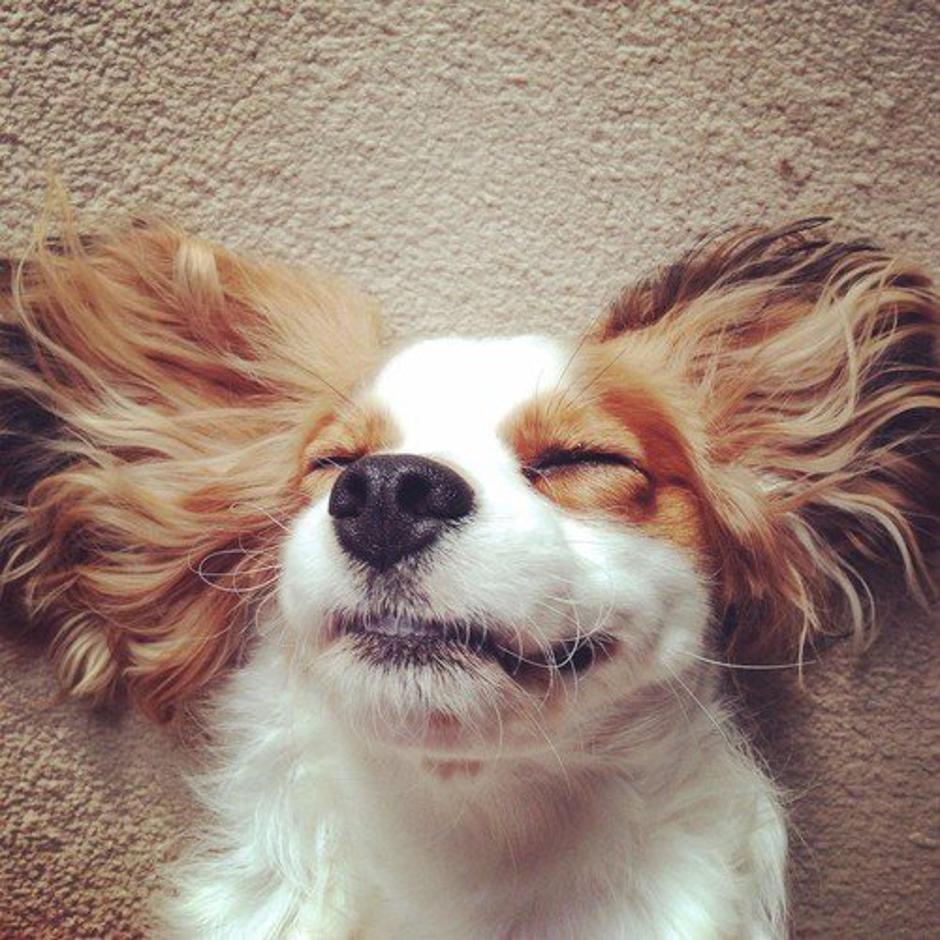 Psi spijo | Avtor: Profimedia