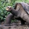 Želvak George iz Galapagosa.