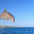 Tursiops truncatus, delfin