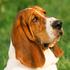 Basset Hound
