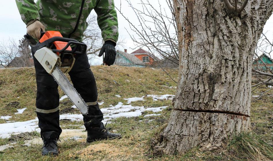 Smrtna nesreča: Drevo podrl na najboljšega prijatelja
