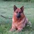 Pes Dallas, pasme nemški ovčar, poležen 11. julija 2013