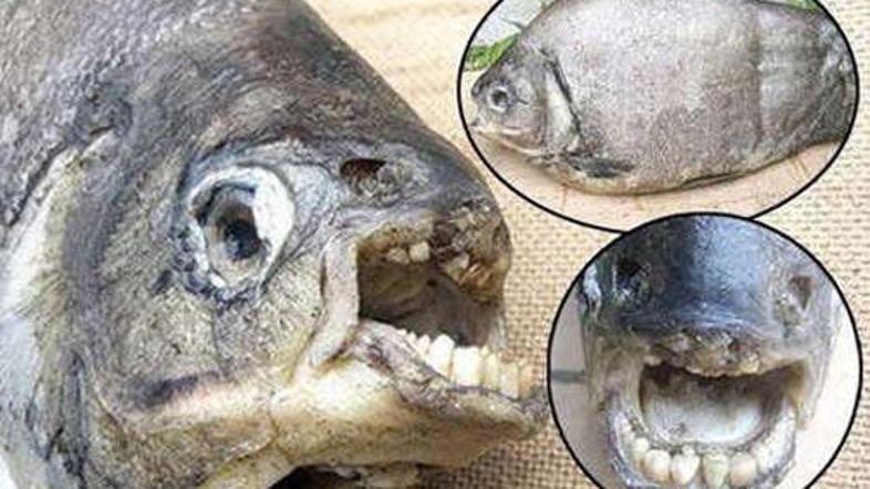 Zobje so zelo podobni človeškim.