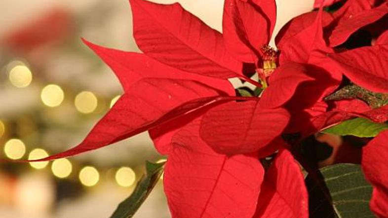 Rdeča, lepa in skoraj povsem nenevarna.