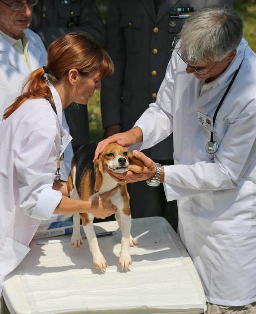 Rešeni beagli iz Italije