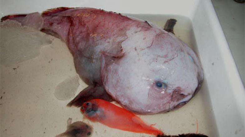 Blobfish si je po mnenju znanstvenikov upravičeno prislužila naziv najgrše žival