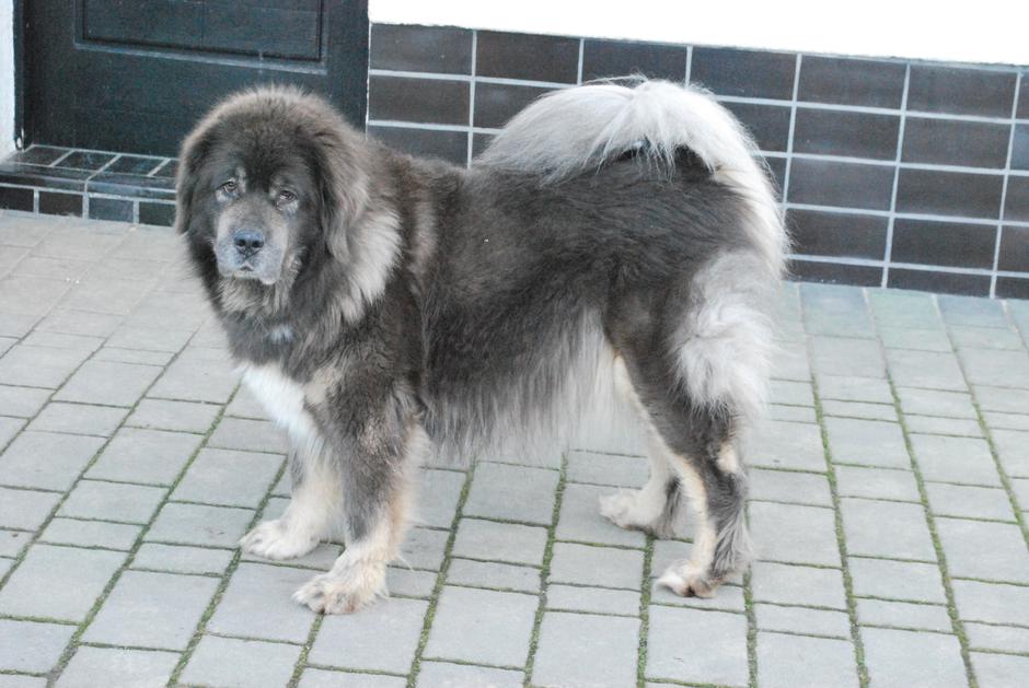 Tibetanski mastif | Avtor: psarna kabita