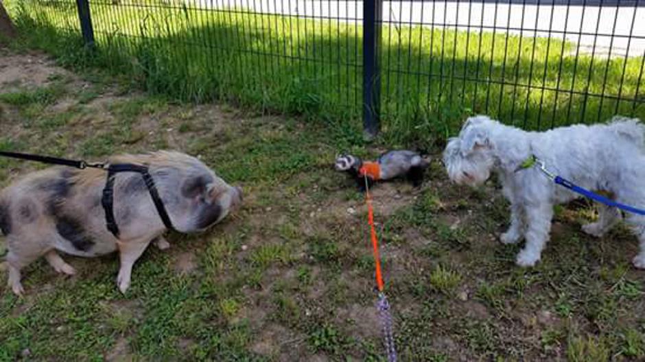 Rufus | Avtor: Facebook: Sir Rufus Bumblebee