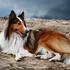 Dolgodlaki collie