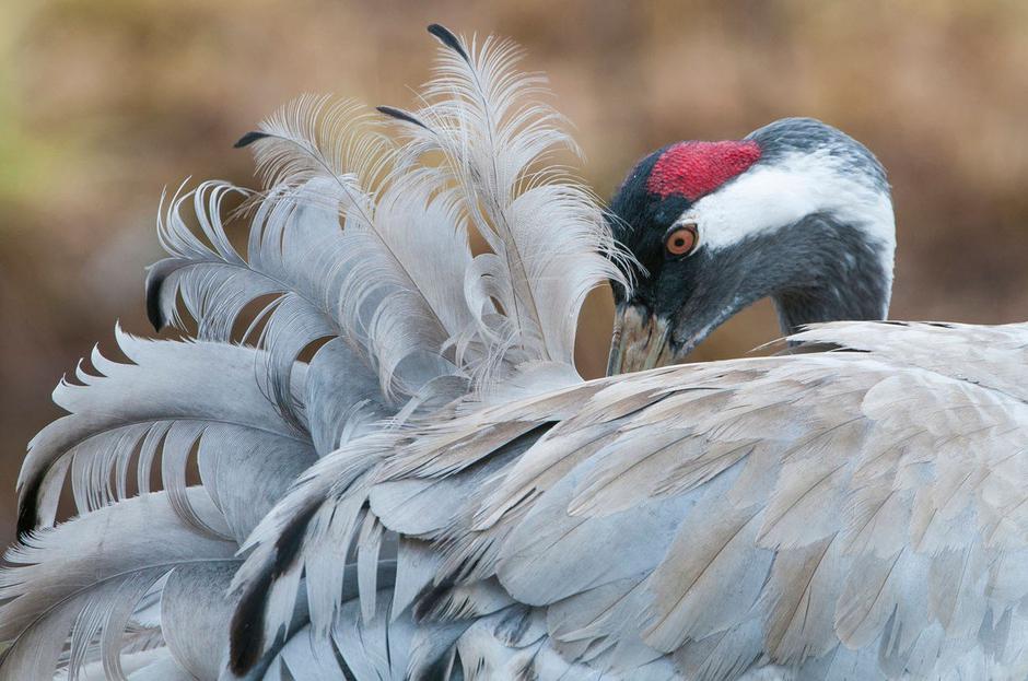 Grus grus - žerjav | Avtor: Profimedia