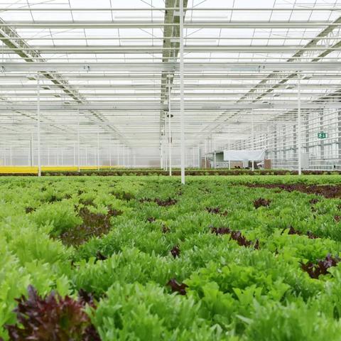 steklenjak solata Panvita