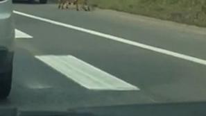 Ovčarja na ljubljanski obvoznici