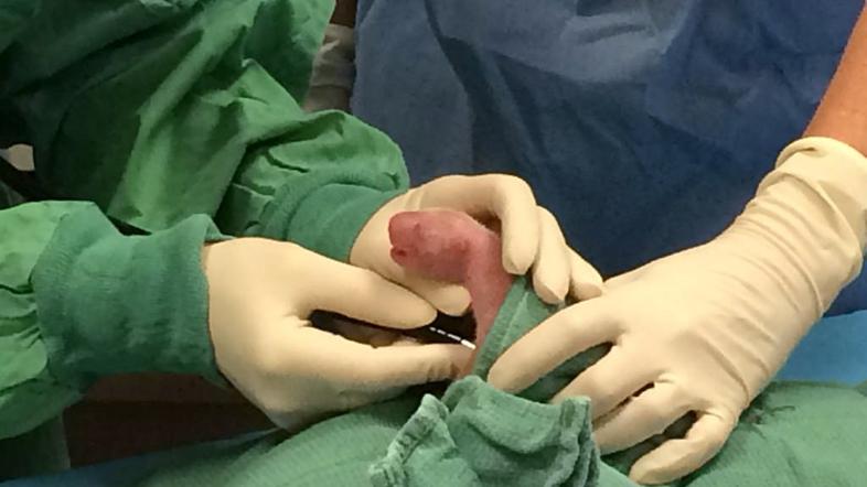 Panda skotila dvojčka 