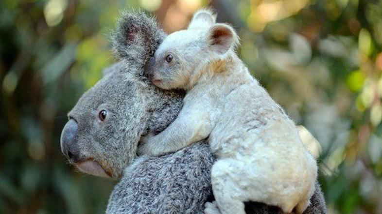 Bela koala