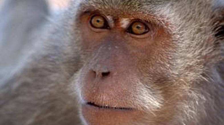 "Koliko časa bom moral danes obirati gnide?"