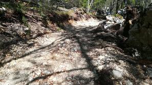 Spravilo lesa ob Bohinjskem jezeru