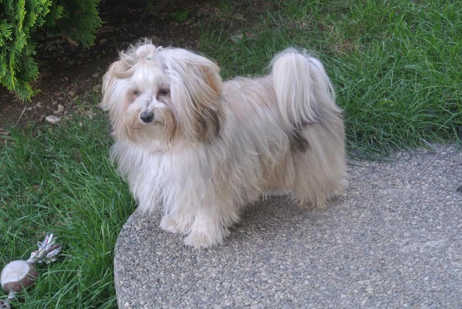 HAVANA MELODY | Avtor: HAVANA MELODY