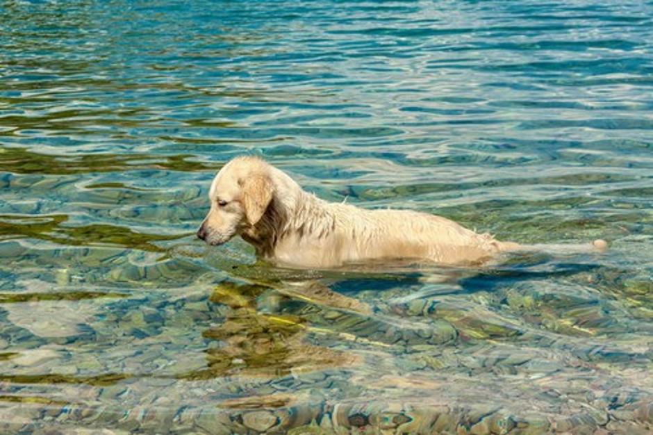 pes v morju | Avtor: Profimedias