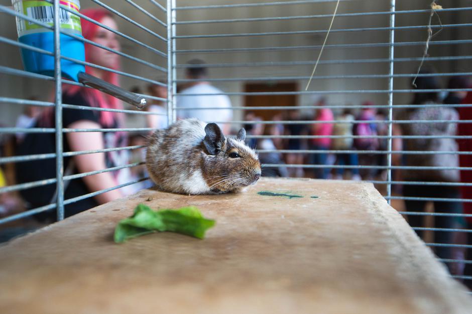 Festival za ljubitelje živali 2023 | Avtor: Anže Petkovšek