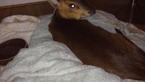 Greg Rutherford, jelen