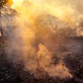 brazilija požar gozd