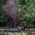 Brazilija namerava svoj cilj doseči z zmanjševanjem deforestacije amazonskega go