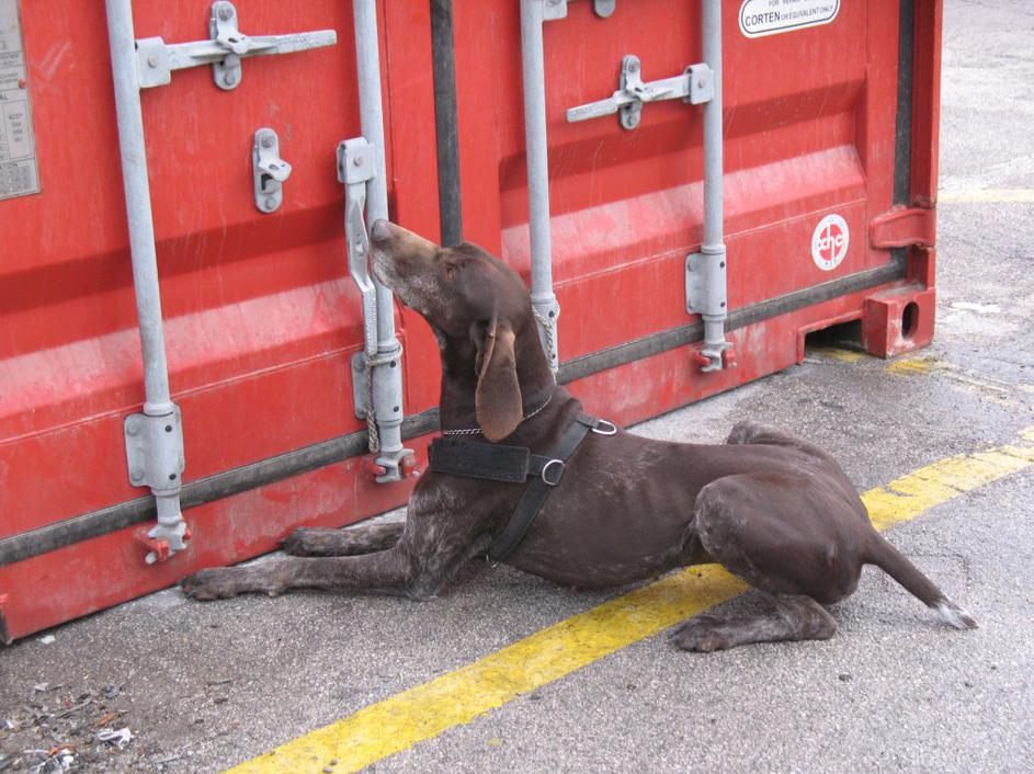 Pes za odkrivanje tobaka 